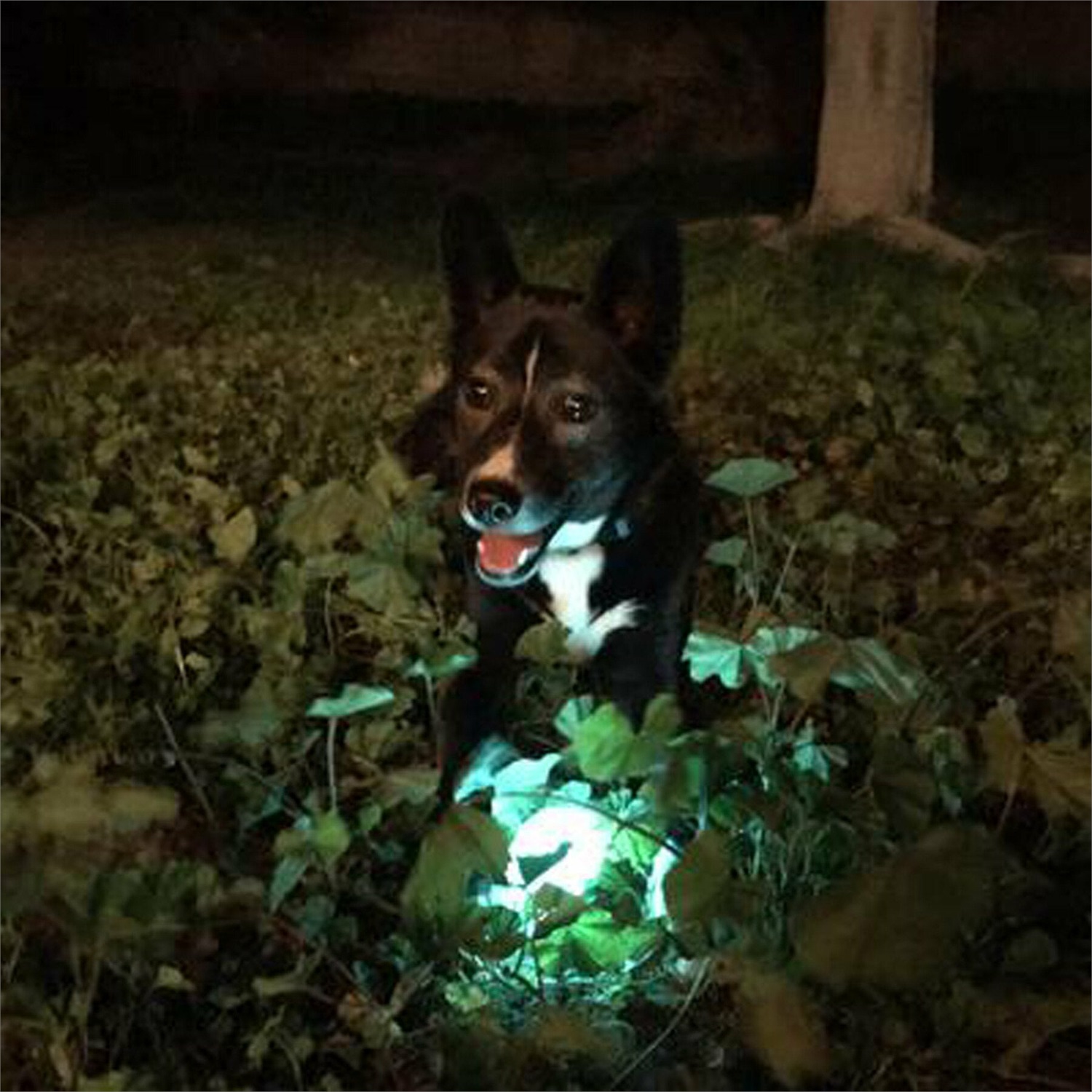 Chuckit! Max Glow Ball - Palla di gomma fosforescente per cani, Ø 7,6 cm, si illumina al buio