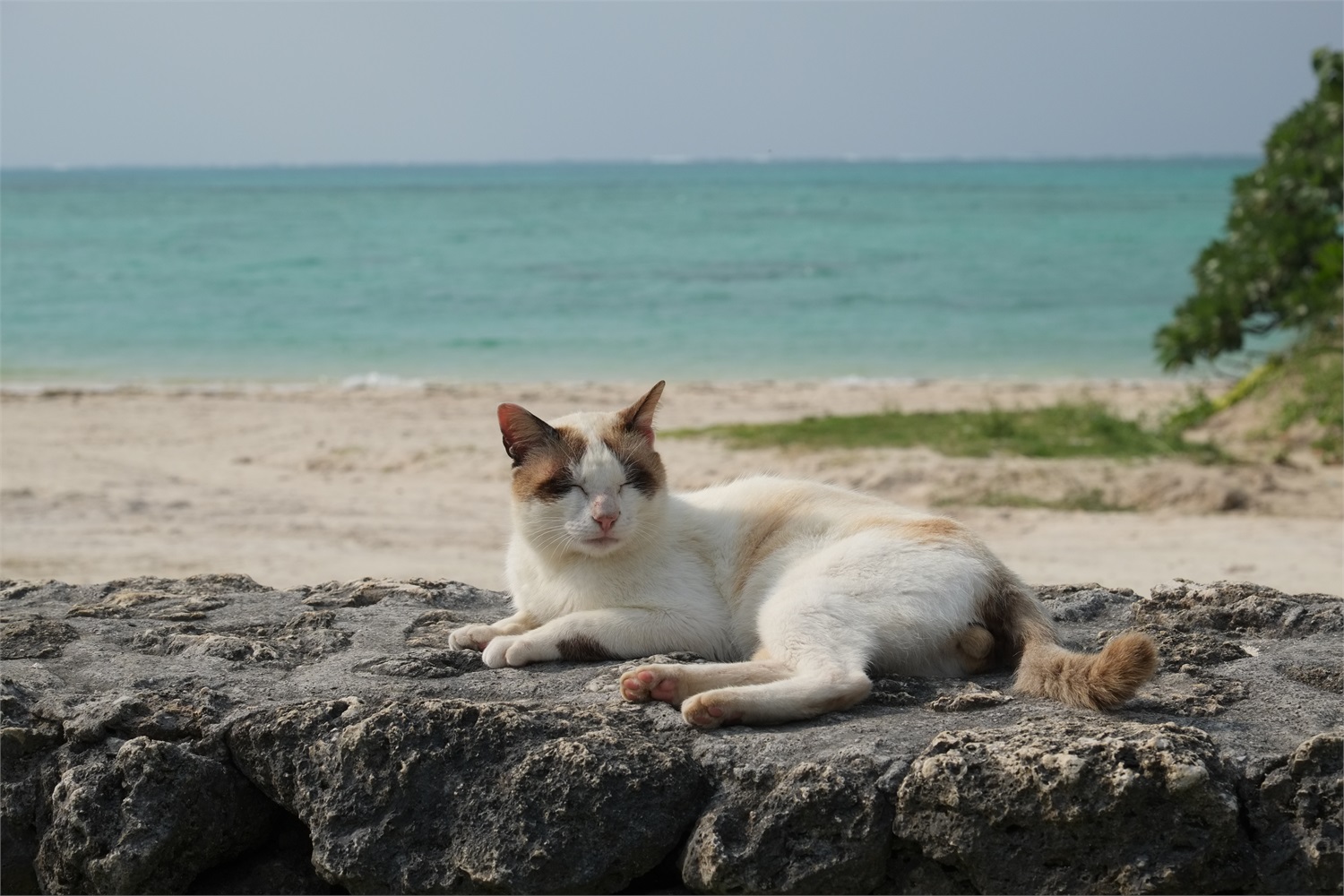 Fujifilm XF 55-200mm f/3.5-4.8 R LM OIS Teleobiettivo Zoom per Fotocamere Mirrorless