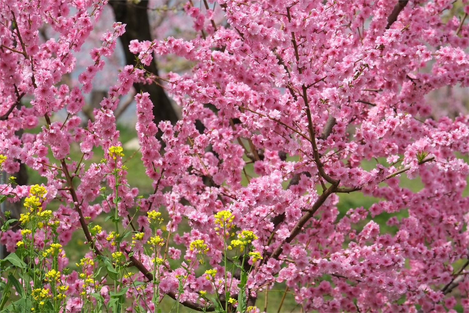 Fujifilm XF 55-200mm f/3.5-4.8 R LM OIS Teleobiettivo Zoom per Fotocamere Mirrorless