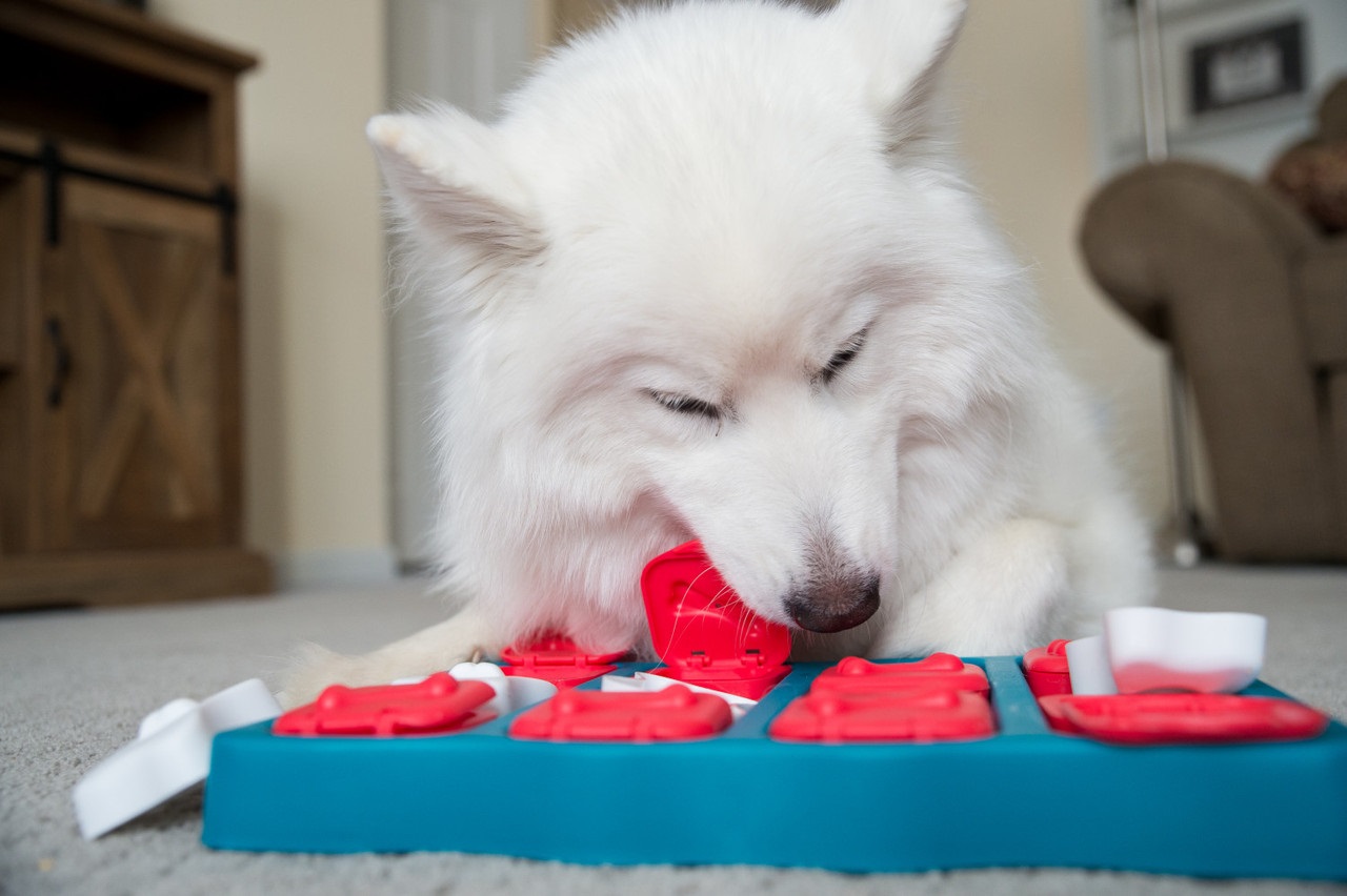 Outward Hound Nina Ottosson Dog Brick - Gioco rompicapo interattivo per cani - Erogatore di ricompense - Livello intermedio