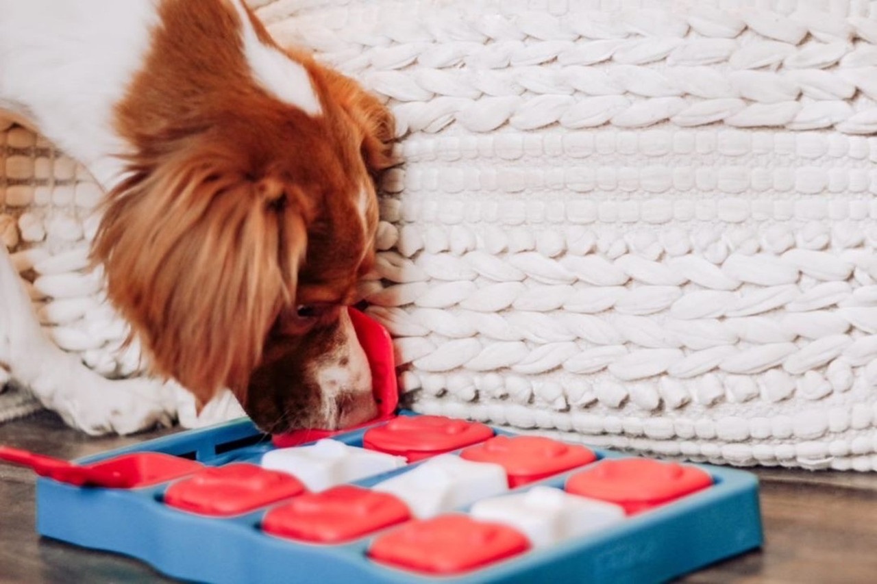 Outward Hound Nina Ottosson Dog Brick - Gioco rompicapo interattivo per cani - Erogatore di ricompense - Livello intermedio