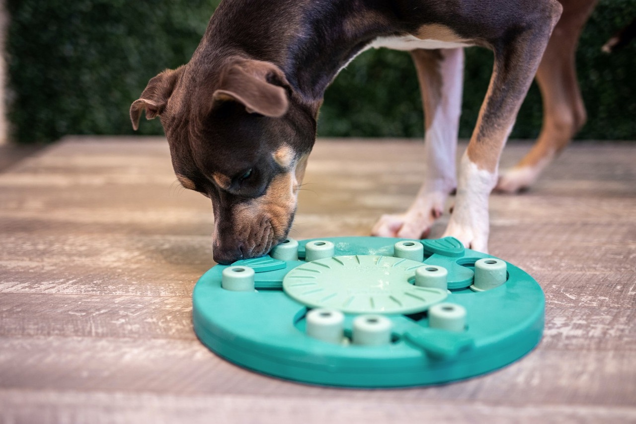 Nina Ottosson Dog Worker - Puzzle Interattivo Verde per Cani, Livello Avanzato, Erogatore di Ricompense