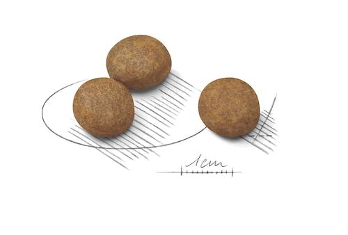 Royal Canin Maxi Puppy 1 kg - Alimento Completo per Cuccioli di Taglia Grande (26-44 kg) fino a 15 Mesi