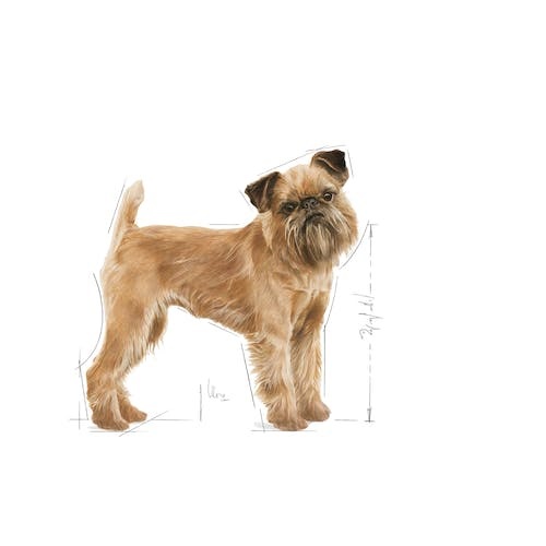 Royal Canin Mini Dental Care 3 kg - Alimento completo per cani adulti di piccola taglia con sensibilità dentale