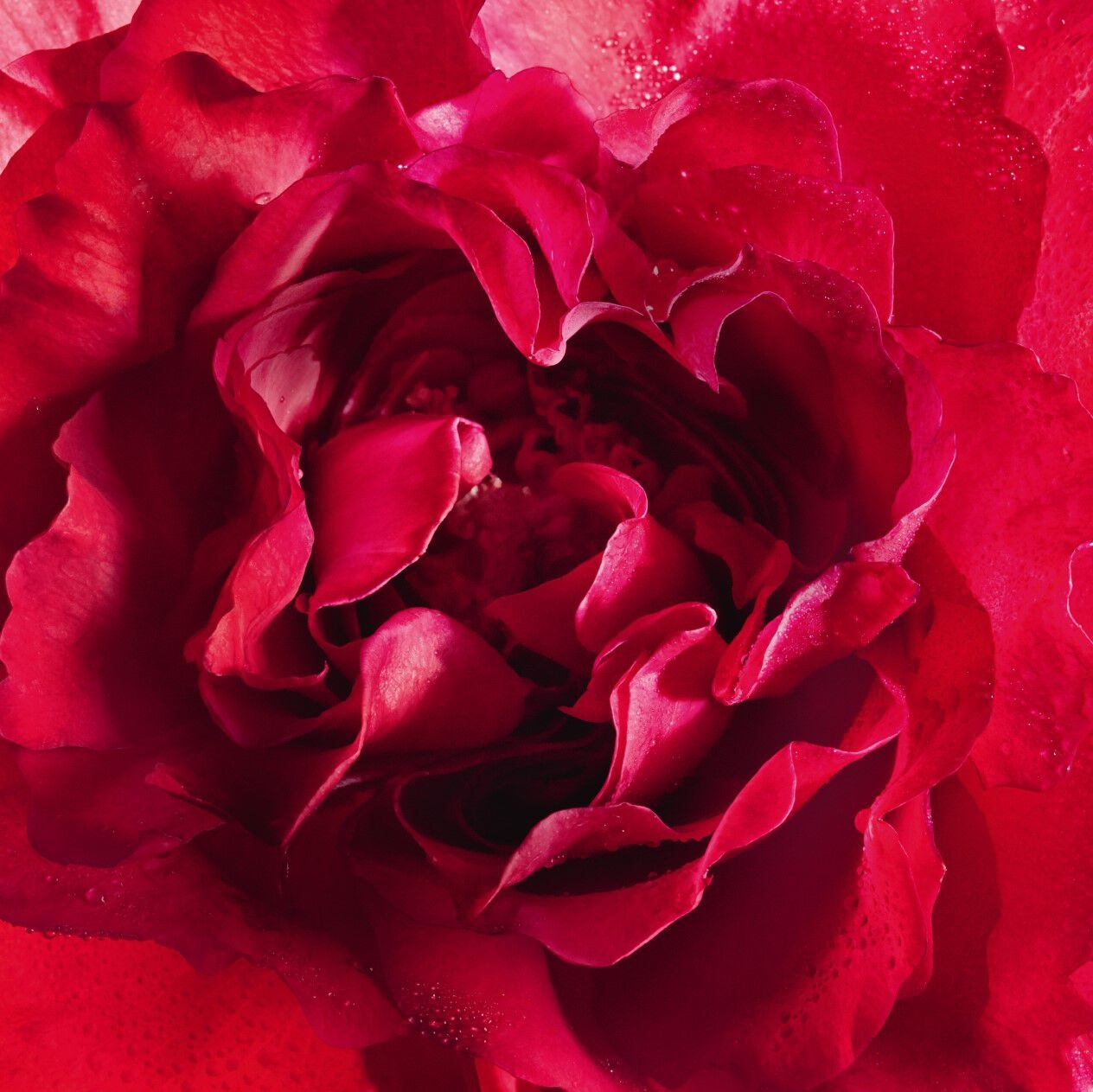 Guerlain Mon Bloom of Rose Eau De Parfum 100ml