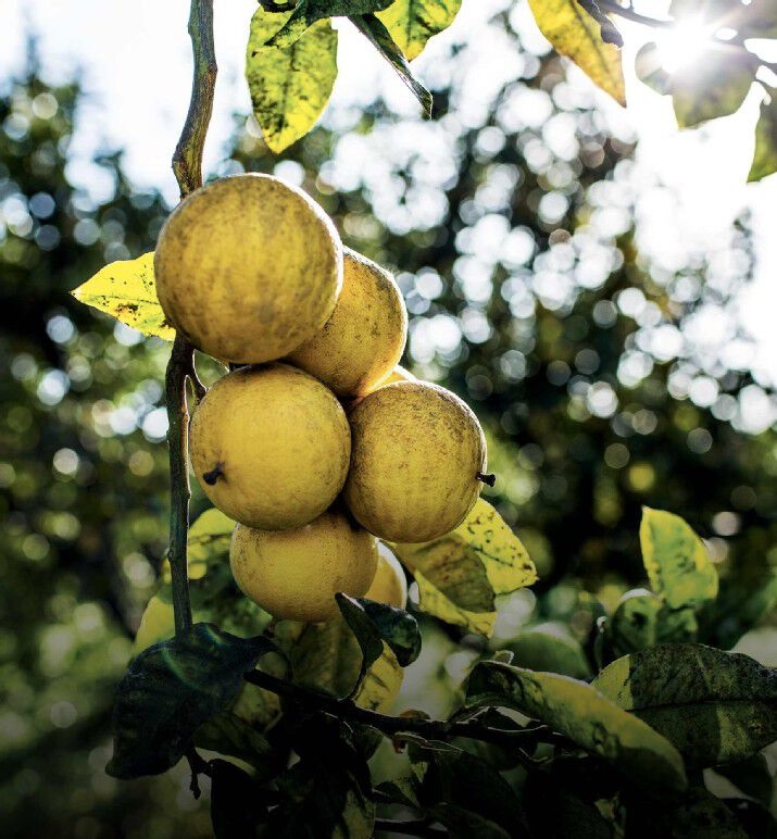 Dior Eau Sauvage Eau de Toilette 100 ml - Eleganza Unisex e Raffinata Virilità