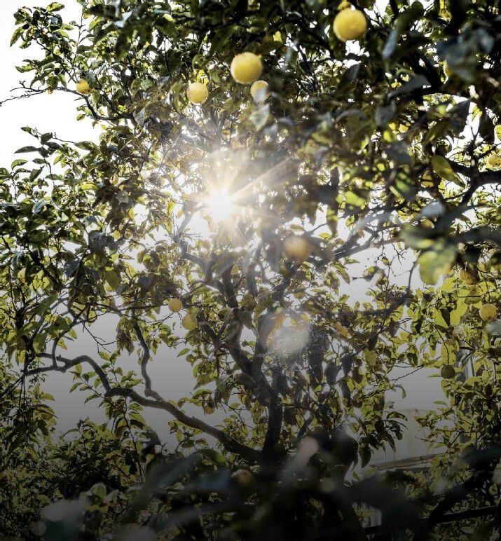 Dior Eau Sauvage Eau de Toilette 100 ml - Eleganza Unisex e Raffinata Virilità