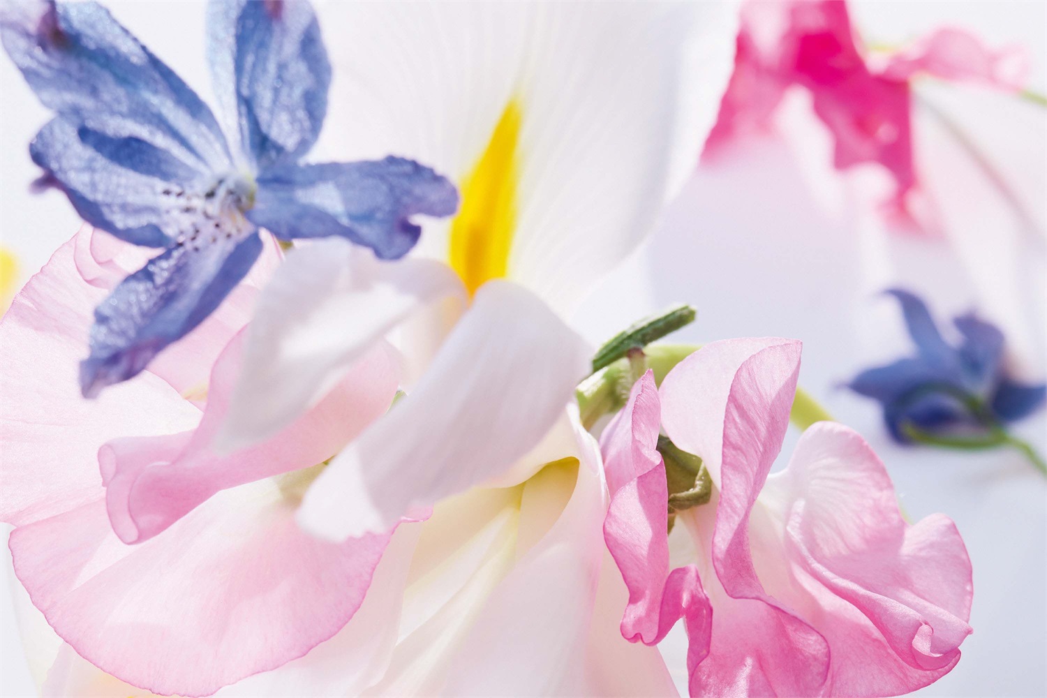 Dior Miss Dior Eau de Parfum 50ml - Bouquet Floreale con Rosa di Grasse, Peonia, Iris e Mughetto