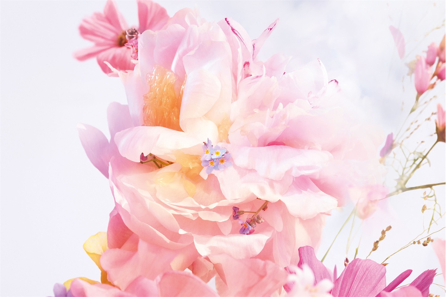 Dior Miss Dior Blooming Bouquet Eau de Toilette 50ml - Fragranza Floreale con Note di Mandarino, Rosa e Peonia