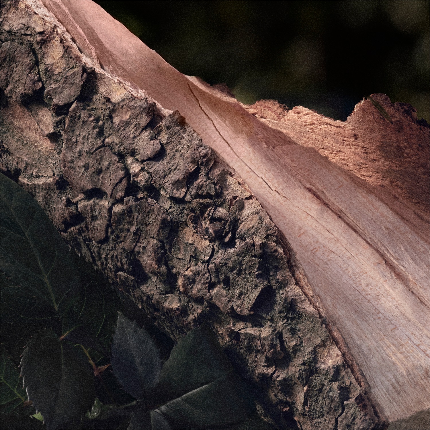 Chloé Rose Naturelle Eau de Parfum 100 ml Ricaricabile - Fragranza Floreale con Rosa Biologica e Note di Cedro