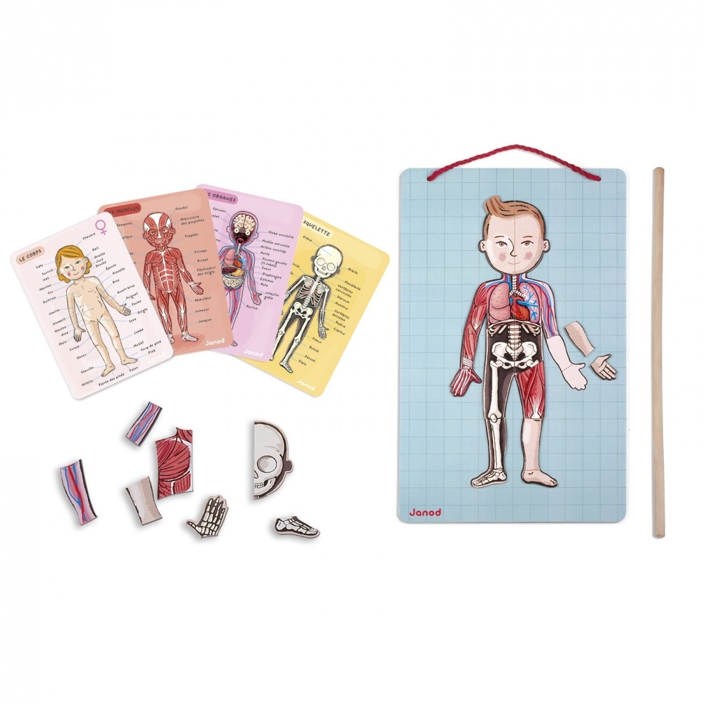 Janod Bodymagnet - Gioco Didattico Corpo Umano con 76 Pezzi Magnetici per Apprendere Anatomia, Organi, Scheletro e Muscoli, A Partire da 7 Anni