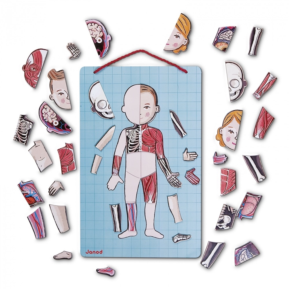 Janod Bodymagnet - Gioco Didattico Corpo Umano con 76 Pezzi Magnetici per Apprendere Anatomia, Organi, Scheletro e Muscoli, A Partire da 7 Anni