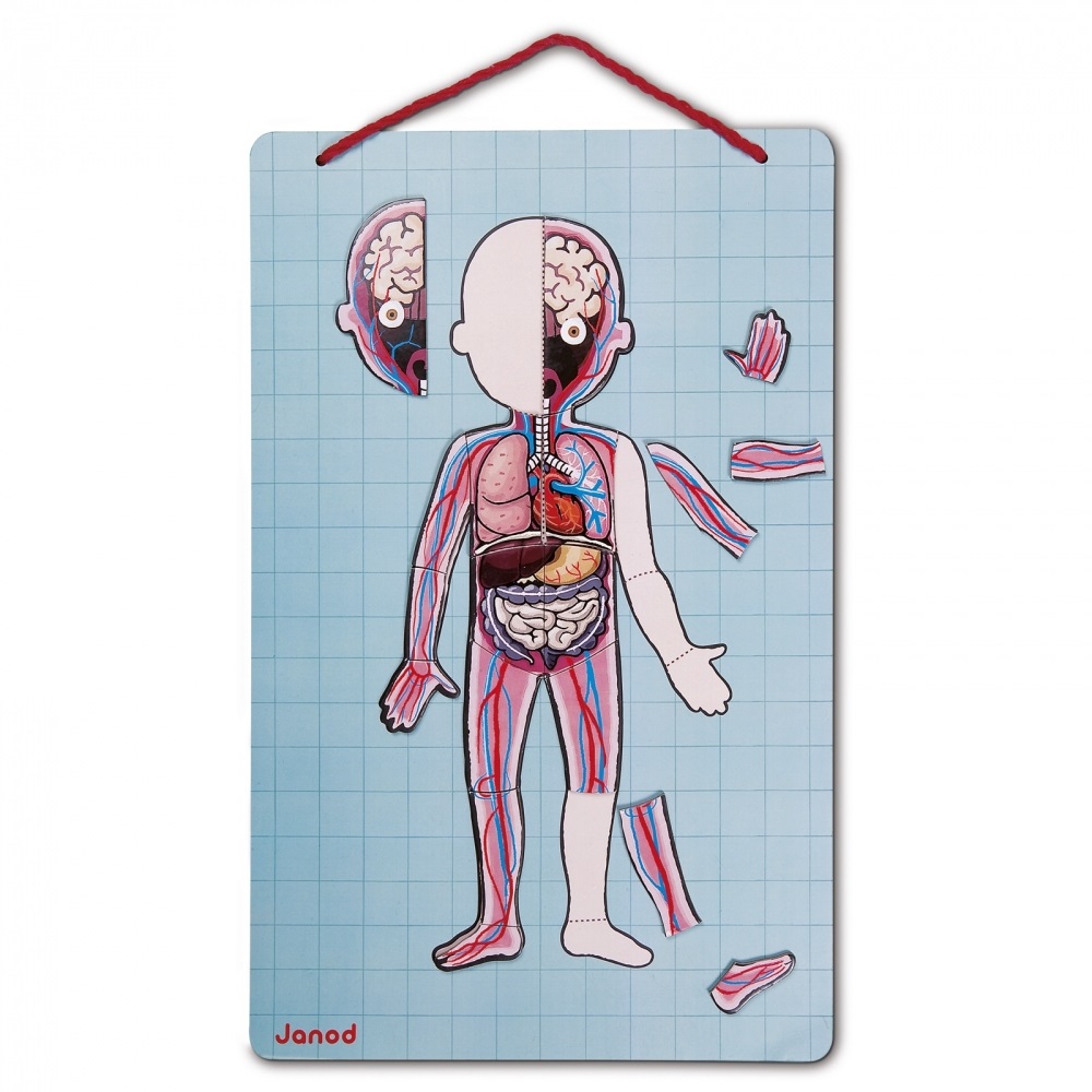 Janod Bodymagnet - Gioco Didattico Corpo Umano con 76 Pezzi Magnetici per Apprendere Anatomia, Organi, Scheletro e Muscoli, A Partire da 7 Anni