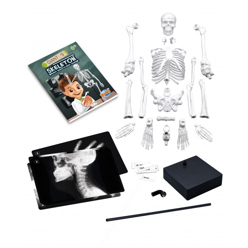 Buki - Scheletro Gigante 45 cm con Attività Didattiche e Accessori