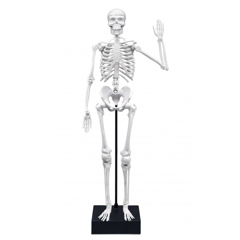 Buki - Scheletro Gigante 45 cm con Attività Didattiche e Accessori