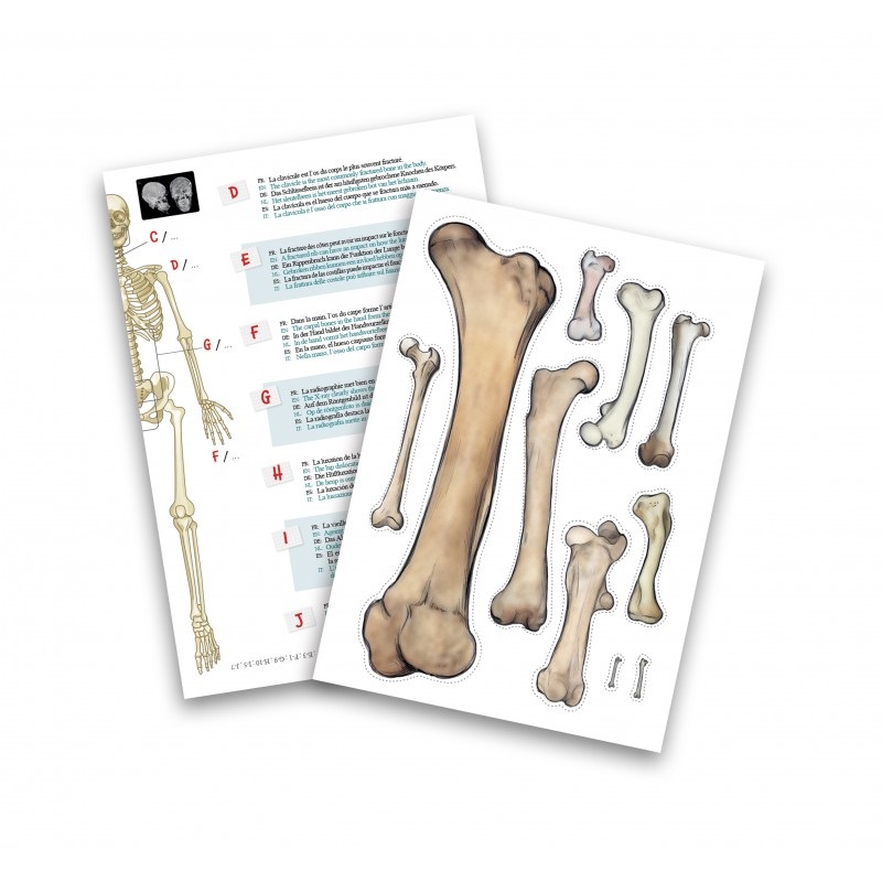 Buki - Scheletro Gigante 45 cm con Attività Didattiche e Accessori