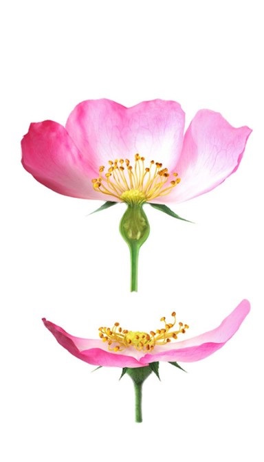 Weleda Crema Viso Giorno Levigante alla Rosa Mosqueta 30 ml - Idratante per pelli normali e secche