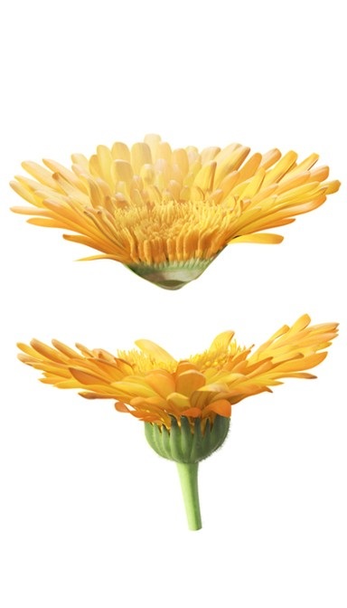 Weleda Bagno Cremoso Calendula 200ml - Emulsione Cremosa per Neonati con Estratto di Calendula Biologica