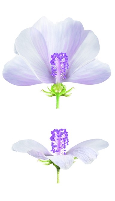 Weleda Baby Derma Crema Viso Malva Bianca 50ml - Crema non profumata, nutriente e lenitiva per pelli sensibili