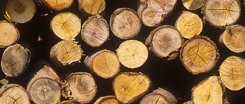 Einhell GE-LC 18 Li - Elettrosega a batteria 18V 3Ah con lama da 25cm