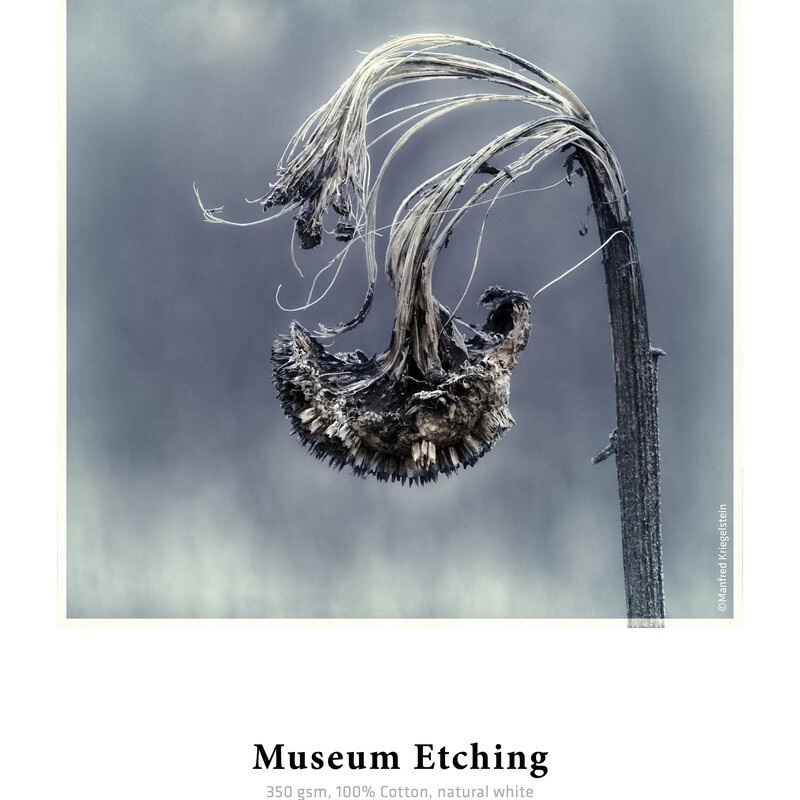 Hahnemühle Museum Etching 350g - Carta Fotografica Bianco Naturale 432mm x 12m per Stampe FineArt