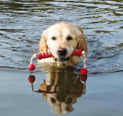 TRIXIE Gioco per Cani MOT Lungo in Gomma Naturale - Galleggiante, 20 cm / 42 cm, Colori Assortiti