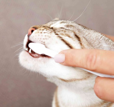 TRIXIE Set per la Cura dei Denti per Gatti - Include Dentifricio al Gusto di Formaggio e 2 Spazzolini con 3 Testine Diverse