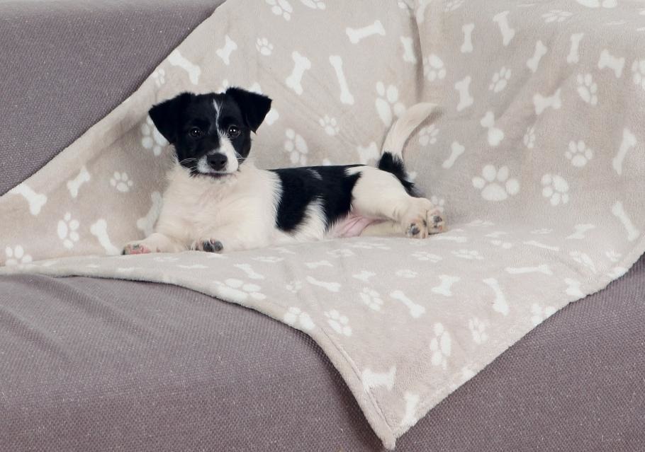 Trixie Kenny Coperta per Cani Beige - 100 x 150 cm, in Peluche, Lavabile a 60 °C, Adatta per Allergici