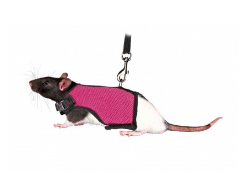 Trixie Pettorina Morbida con Guinzaglio per Animali di Piccola Taglia, 25-40 cm, 1.20 m, Colori Assortiti