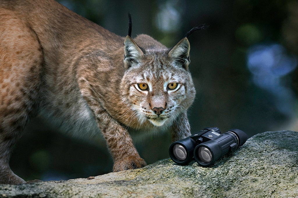 Steiner Wildlife 8x42 Binocolo Nero - Ottica di Qualità Tedesca, Immagine Stabile, Ampio Campo Visivo e Alta Fedeltà dei Colori per Osservazione della Natura