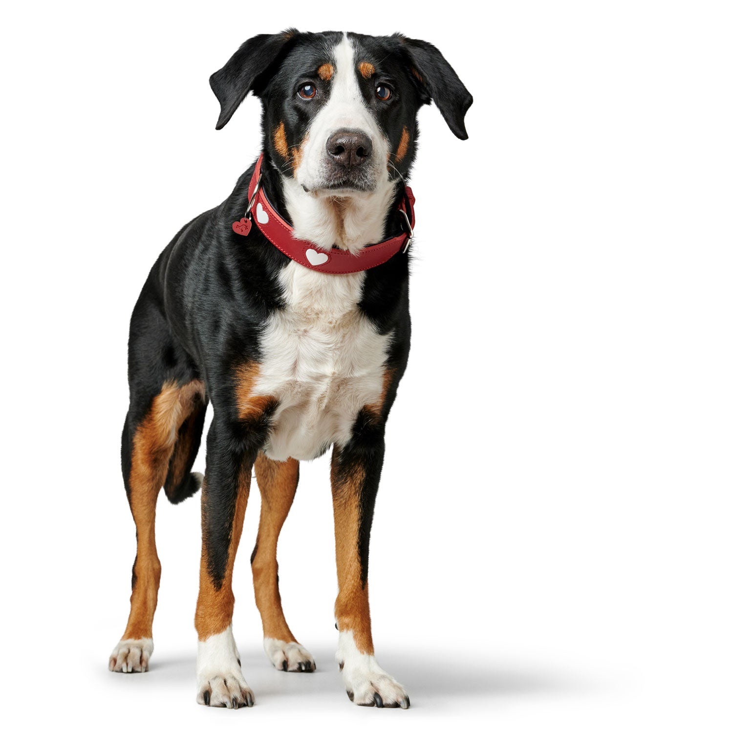 Hunter Collare Love per Cani, Rosso/Nero in Pelle Morbida, Taglia 60 (47-54 cm), Design con Cuori Cuciti, Realizzato a Mano