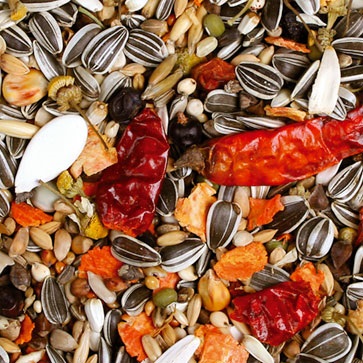 JR FARM Mangime per Pappagalli Cenerini e Grigi - 950 g, Alimento Naturale di Alta Qualità