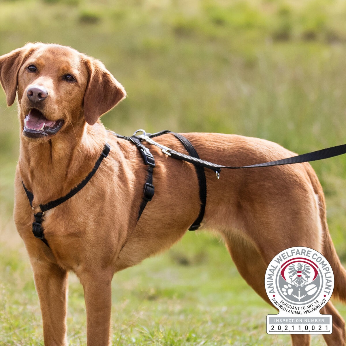 Trixie Pettorina Stay Antifuga S-M Nero - 40-65 cm, 15 mm, Regolabile e Confortevole