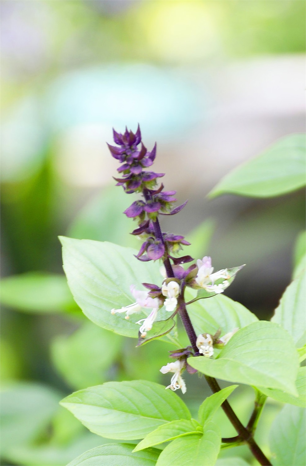 Khadi Shampoo in Polvere Ayurvedico alle Erbe - 50 g, Delicato per Capelli Sensibili e Cuoio Capelluto Irritato
