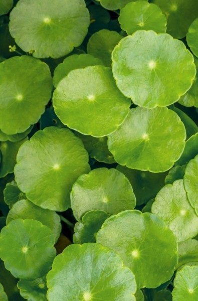 Khadi Ayurvedic Hair Oil color Care Olio per capelli 50 ml Donna