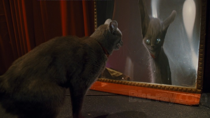 Warner Bros Cani & Gatti - La Vendetta Di Kitty (Blu-Ray) - Genere: Family, Valutazione: PG