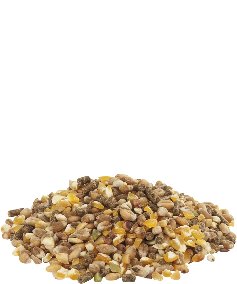 Versele-Laga Country's Best Gold 4 - Alimento Completo per Polli Ruspanti, 20 kg, con Vitamine e Minerali