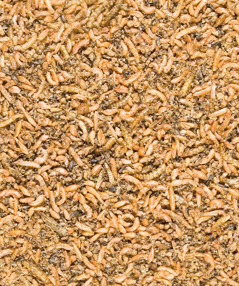 Versele-Laga Menu Nature Insect Mix 250 g - Alimento complementare per uccelli in cova e giovani, ricco di proteine con larve di tenebrio e gamberetti