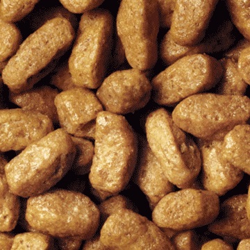 Purina Pro Plan Sterilised Adult 1 con Salmone - Cibo Secco Completo per Gatti Adulti Sterilizzati - 10 kg