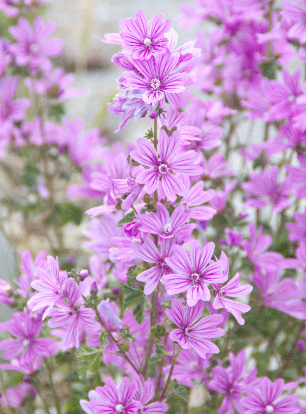 RAUSCH Shampoo Volumizzante alla Malva 200 ml - Per Capelli Fini e Delicati, Dona Tonicità e Volume