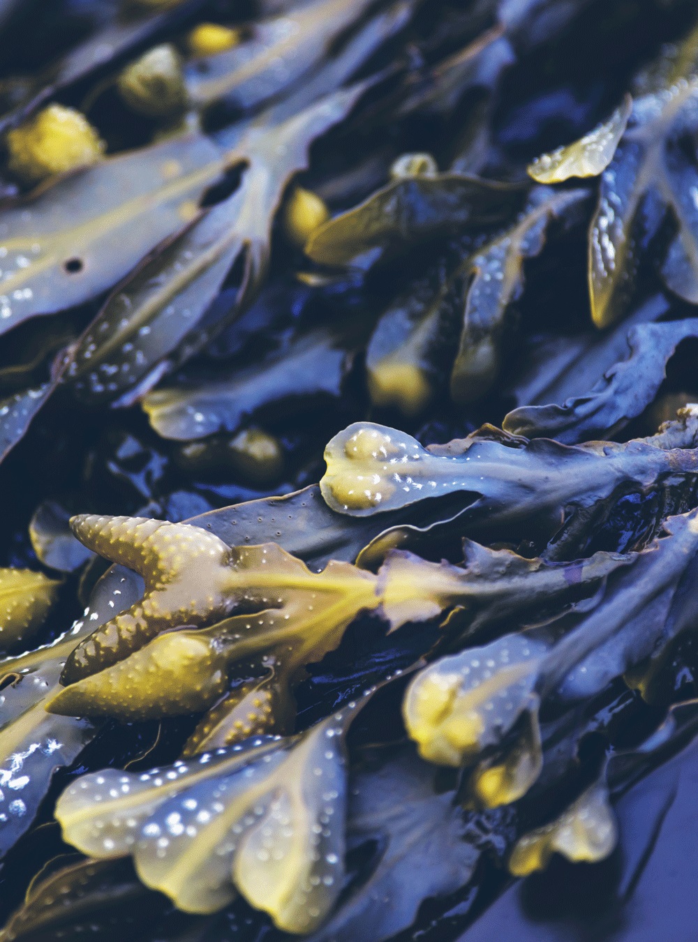 Rausch Maschera Antisebo per Cuoio Capelluto alla Quercia Marina 100 ml - Purificante e Rinfrescante