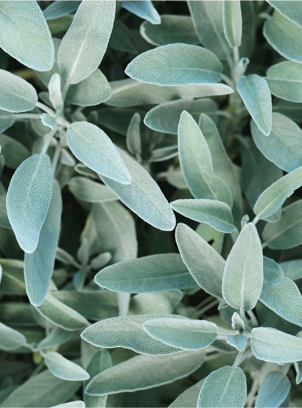 RAUSCH Maschera Lucentezza Argentea alla Salvia 100 ml - Trattamento Rigenerante per Capelli Biondi e Grigi