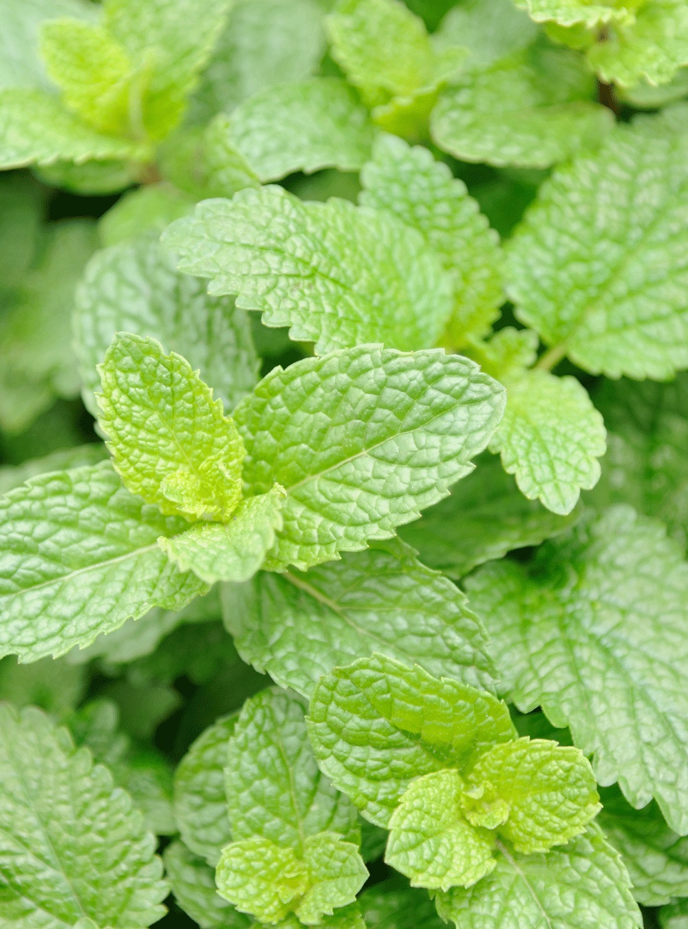 Rausch Lozione per il Corpo Freschezza Alla Menta 200 ml - Formula Leggera e Rinfrescante per Pelle Normale