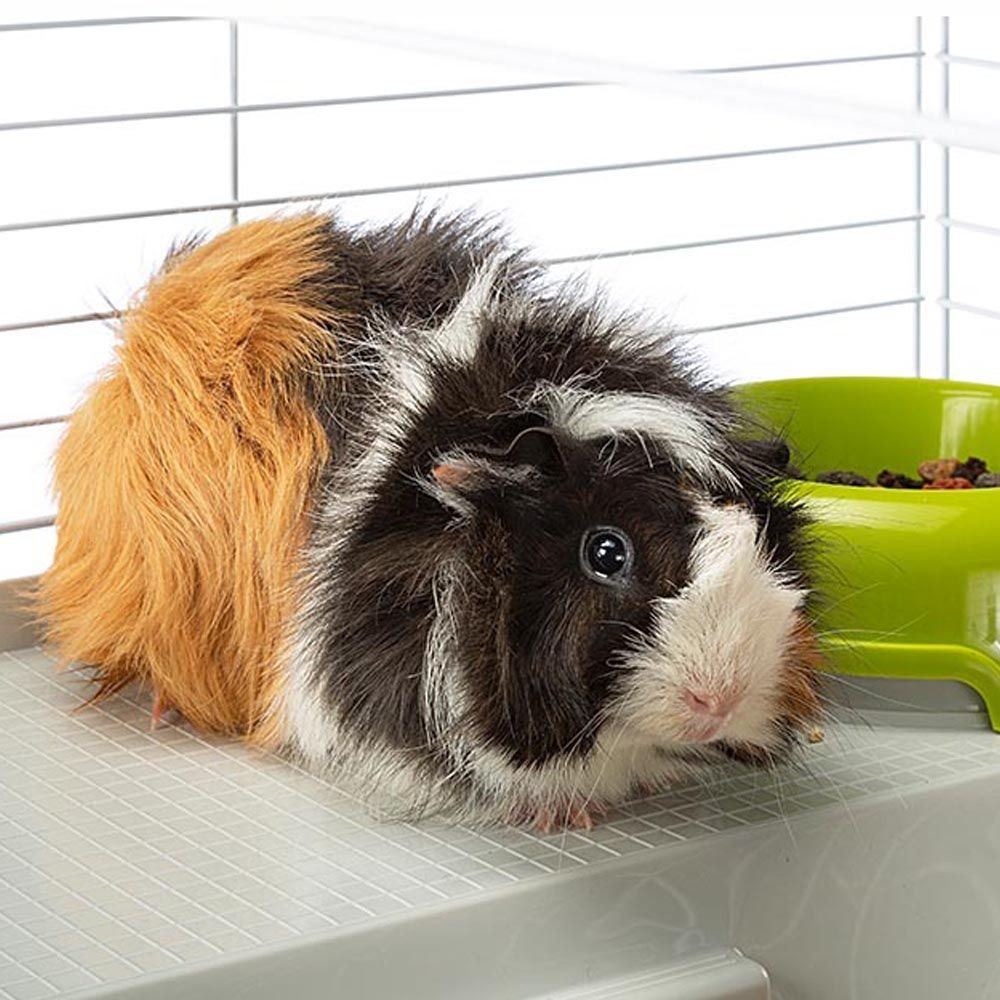 Ferplast Casita 80 Gabbia per Porcellini d'India e Conigli, 78x48xh50 cm, Metallo con Accessori Inclusi