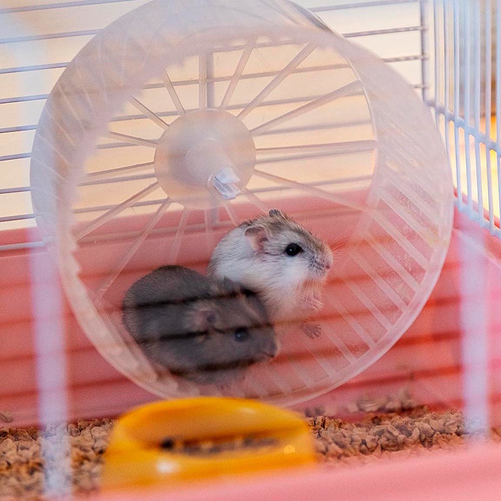 Ferplast Criceti 9 Princess - Gabbia per Criceti Personalizzabile con Adesivi, Metallo Verniciato e Plastica, 46x29,5x23 cm