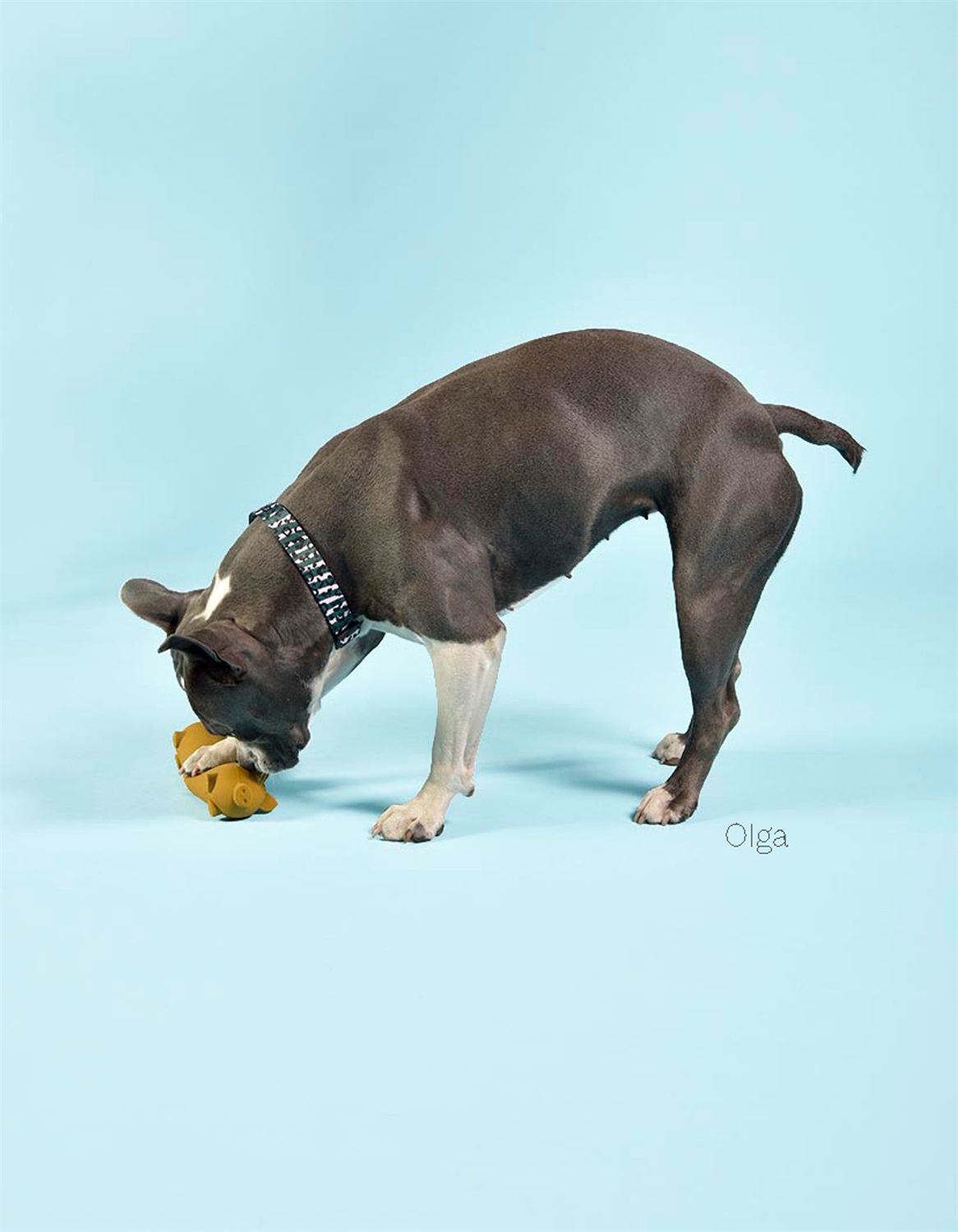 United Pets Pigs Wursty - Gioco in Lattice Naturale per Cani, Forma di Wurstel, Marrone Senape, Adatto a Cani di Taglia Piccola e Media, Atossico e Lavabile