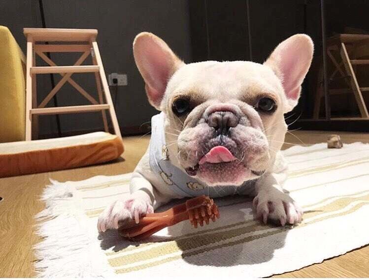 Whimzees Snack Dentale Naturale per Cani - Spazzolino XS 48 Pezzi (2-7 kg) - Ingredienti Naturali, Senza Cereali