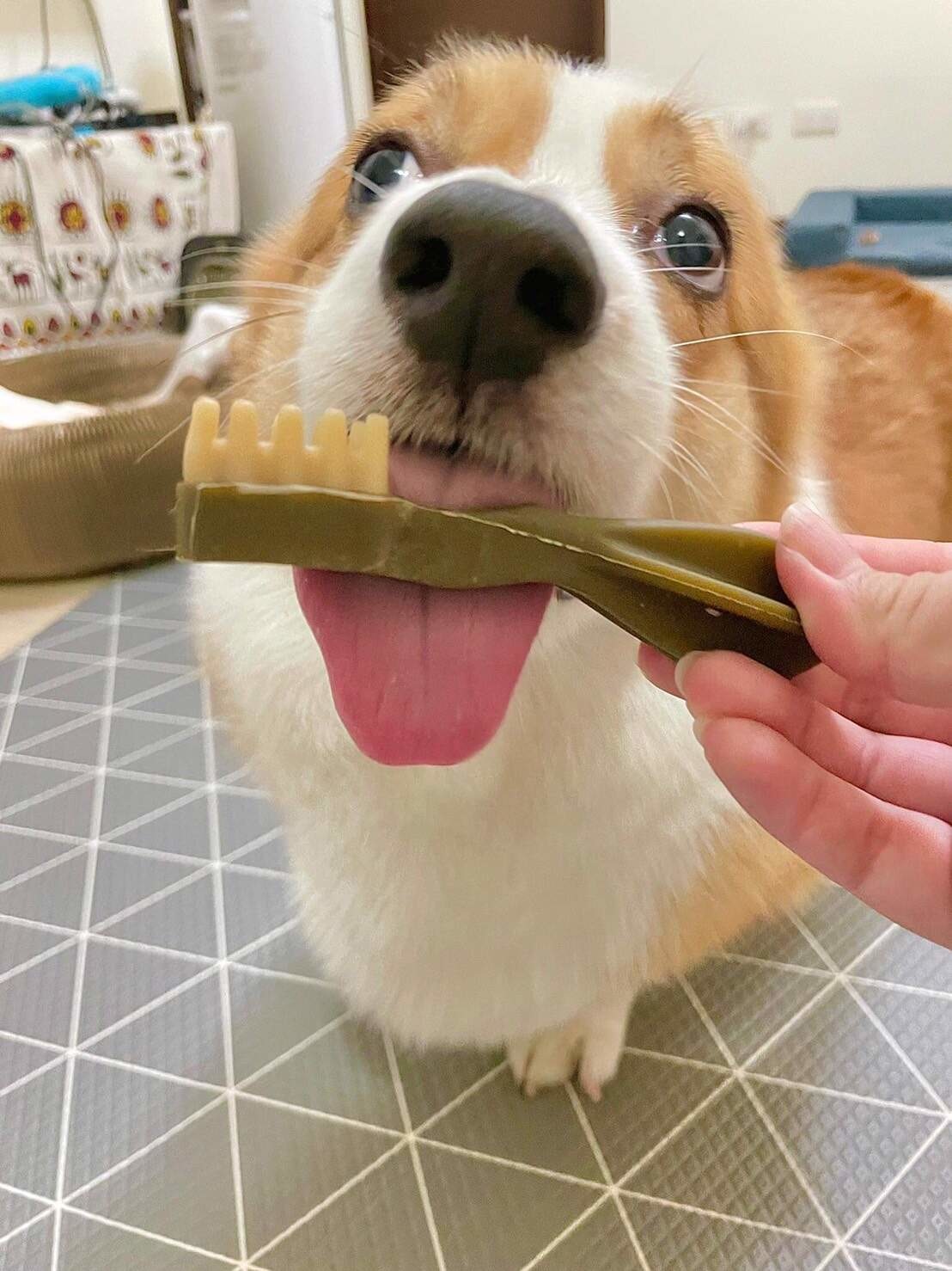 Whimzees Snack Dentale Naturale per Cani - Spazzolino XS 48 Pezzi (2-7 kg) - Ingredienti Naturali, Senza Cereali