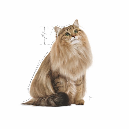 Royal Canin Urinary Care Cibo Umido per Gatti Adulti in Salsa - 85 g