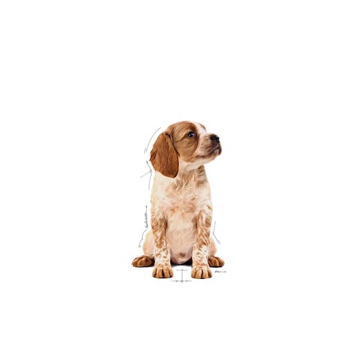 Royal Canin Medium Puppy Cibo Umido Bocconcini in Salsa 10 x 140 g per Cuccioli di Taglia Media (11-25 kg) Fino a 12 Mesi